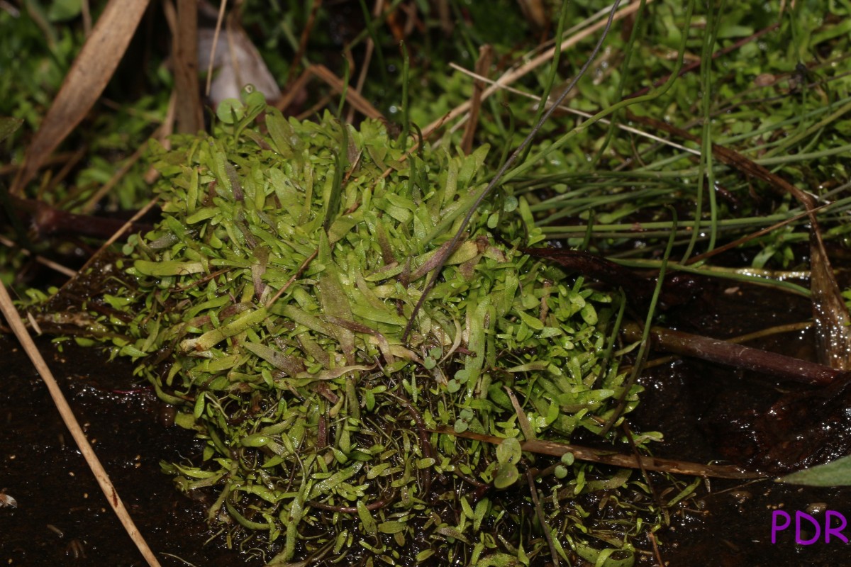 Utricularia graminifolia Vahl